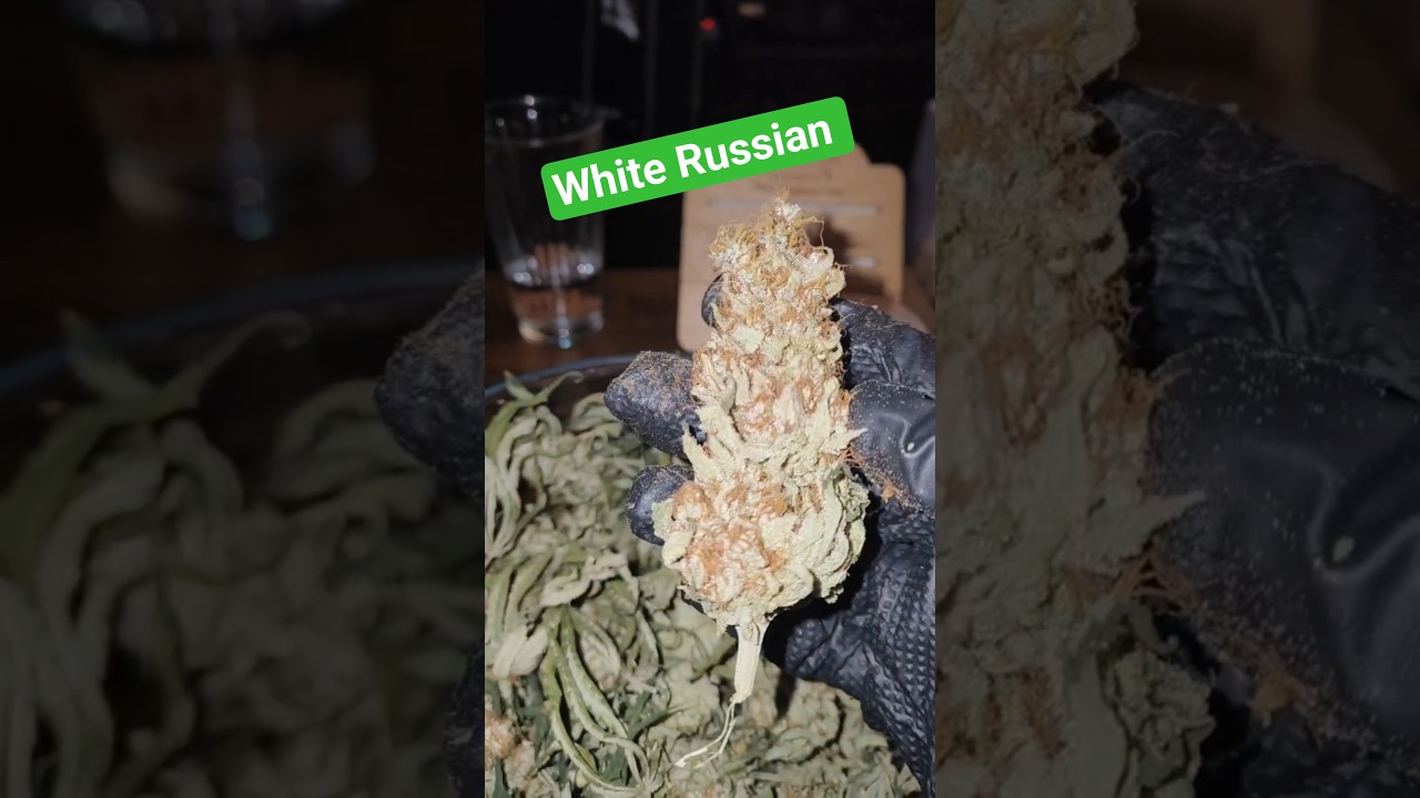 Harvesting My White Russian Cannabis! | First Grow #13