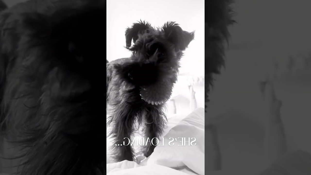 Buffering… buffering… then GO. 🐾🎾