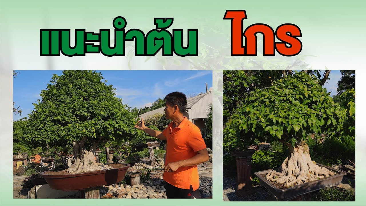 Bonsai Station [Freshy Station] EP. 39 แนะนำต้นไกร