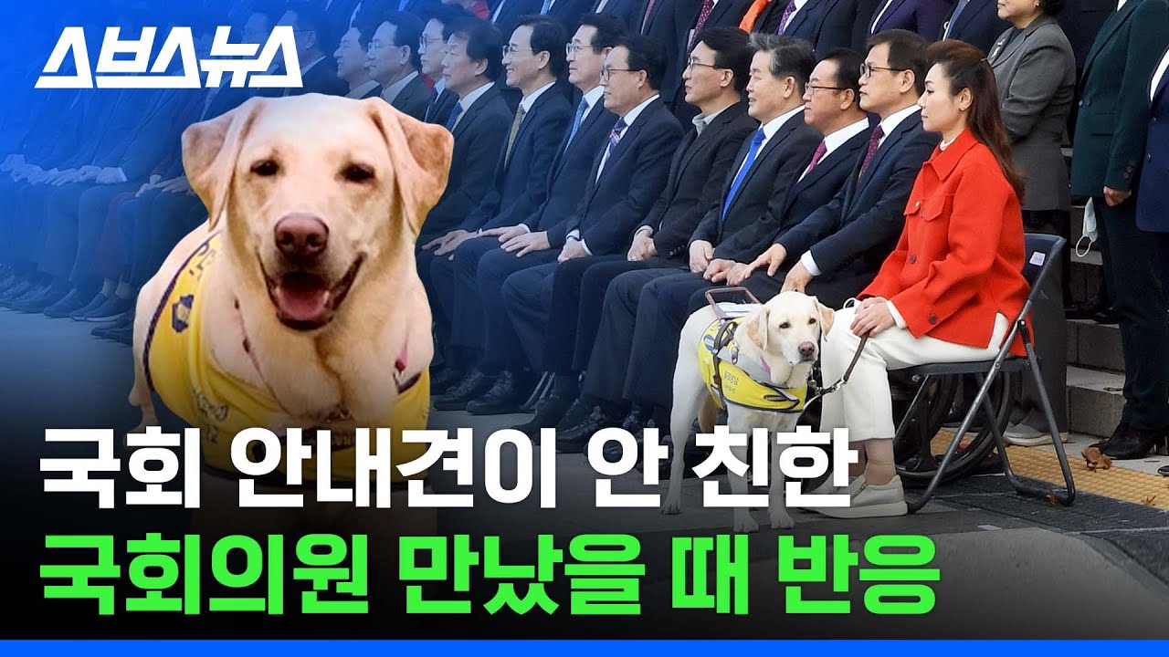 국회 생활이 체질이라는 국회 최초 시각장애인 안내견 / 스브스뉴스