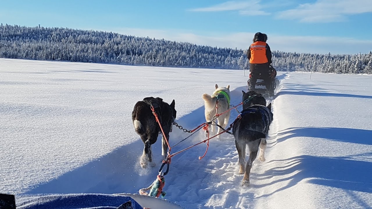 5-day husky tour in Lappland, 2019