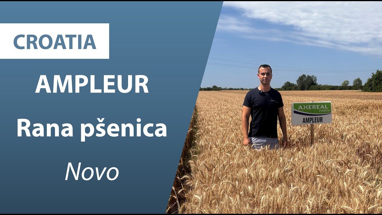 AMPLEUR, NOVA RANA P&Scaron;ENICA | Axereal Croatia