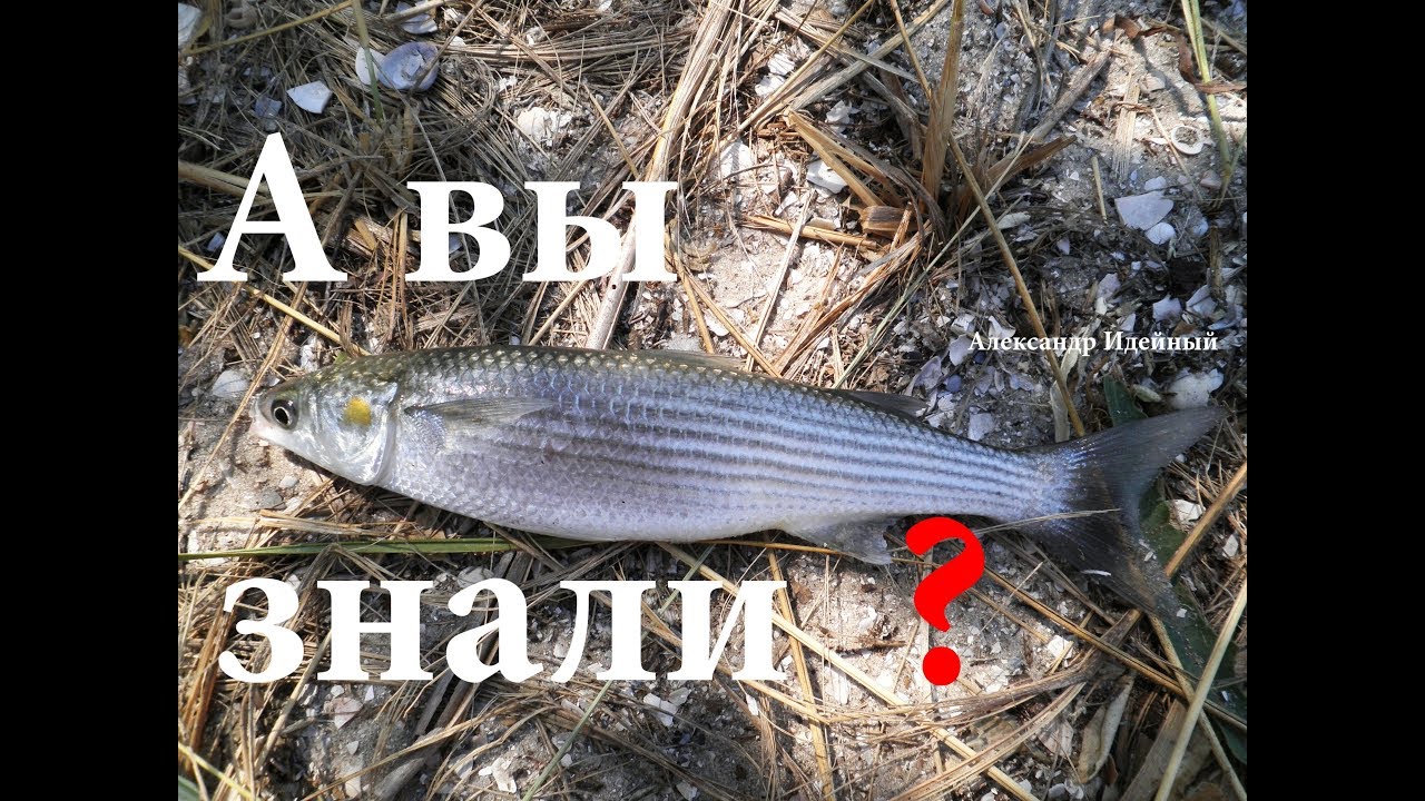 Как на что ловить кефаль