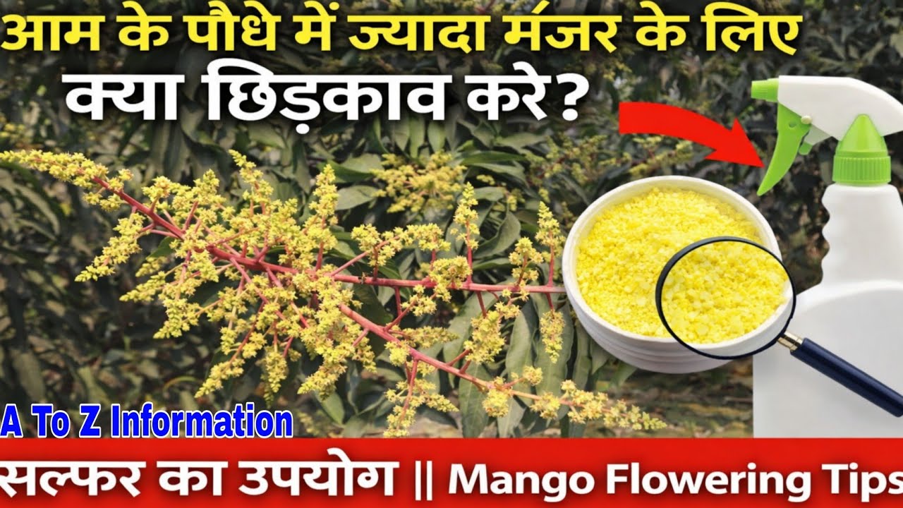 आम के पौधे में ज्यादा मंजर के लिए क्या छिड़काव करें|| सल्फर का उपयोग || Mango Flowering Tips.