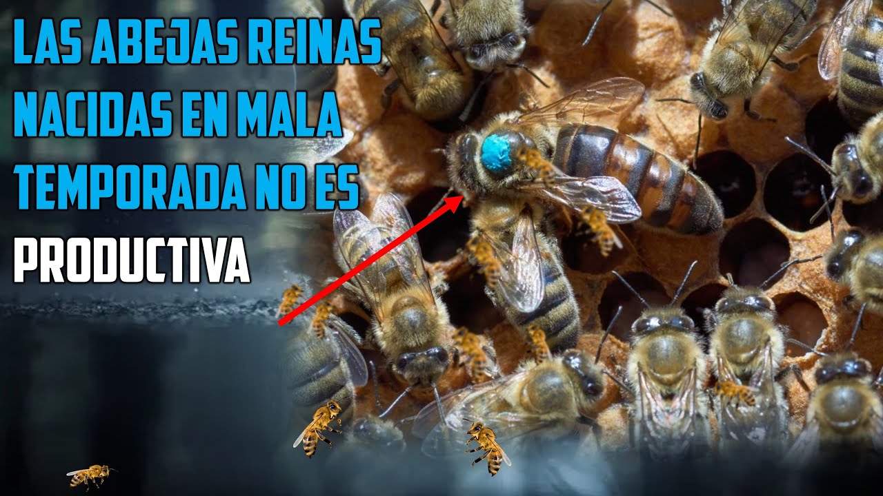 👉 Por esta raz&oacute;n FRACASAN cuando crian Abejas Reinas | Reinas nacidas en mala temporada 🐝