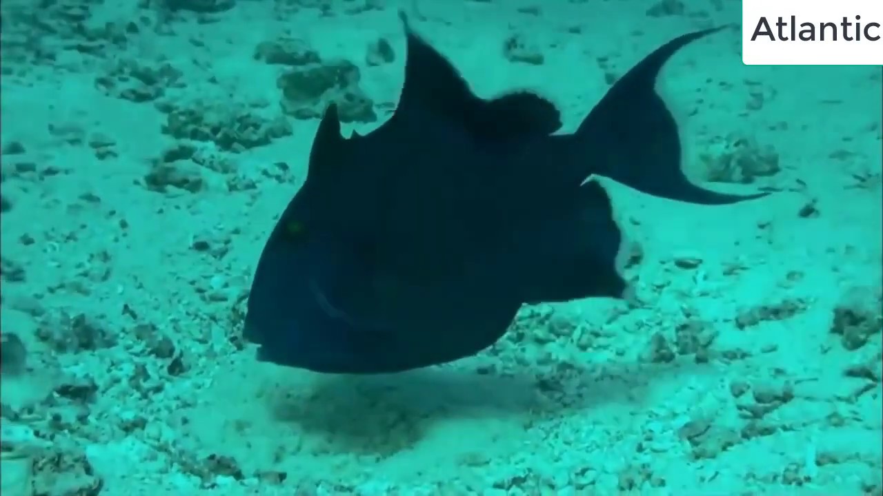 Documentary deep water - The wonders of the deep sea - The Atlantic ocean سبحان الله الخالق العظيم