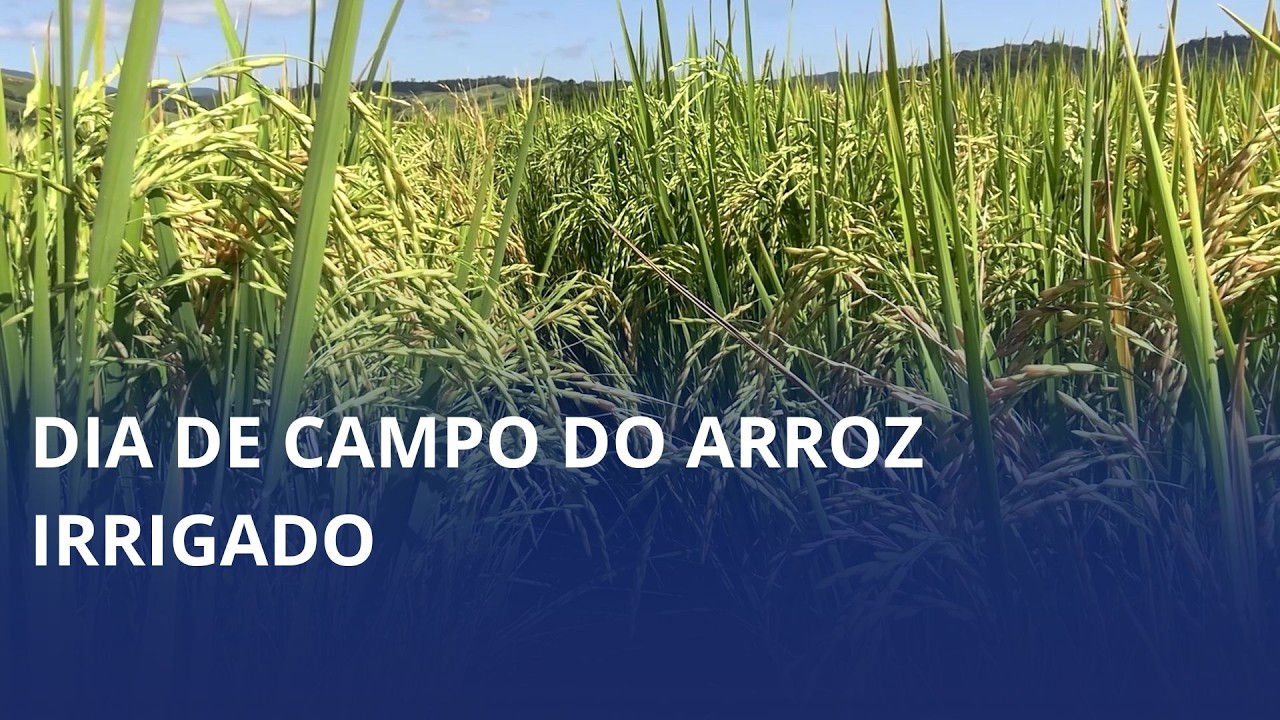 Dia de Campo do Arroz Irrigado