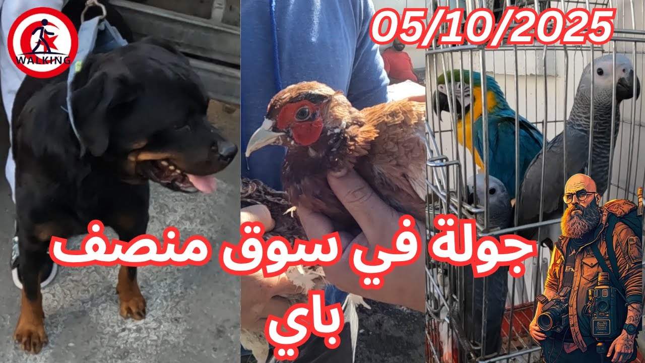جولة في سوق  منصف باي  الحيوانات  05/10/2025 (  Moncef Bay animal )