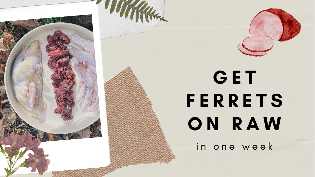 How to Switch Ferrets to Raw in ONE WEEK!