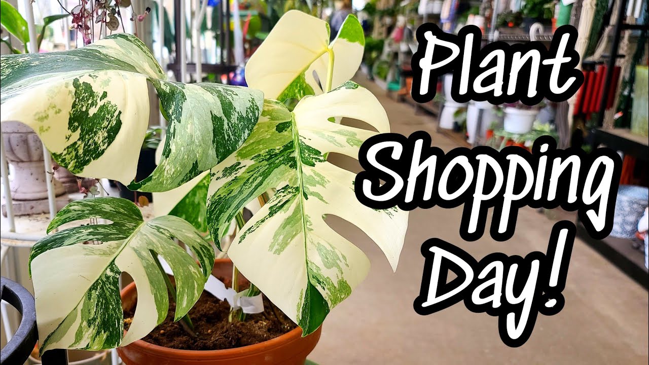 Plant Shopping Day!! ☺ so many cute plants & things at Paul's and Sandy's + The Plant Place 🌿