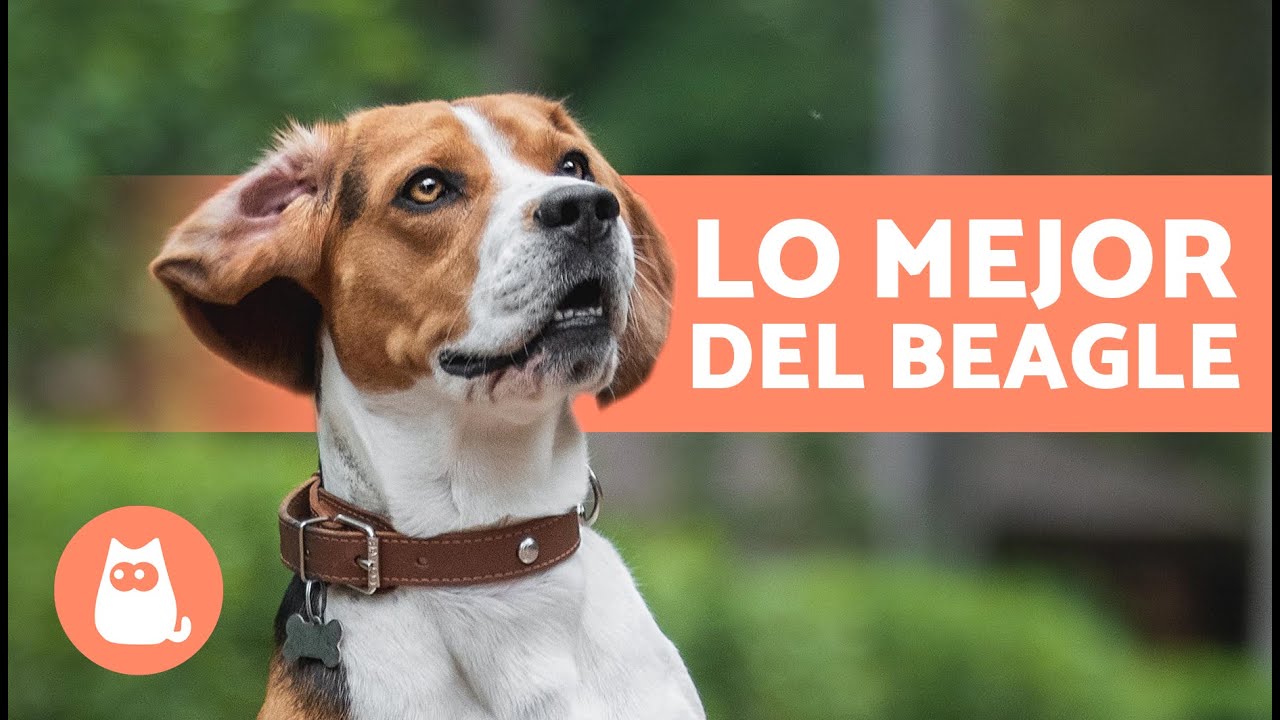 VENTAJAS de tener un BEAGLE🐶✅ (Top 7 RAZONES)
