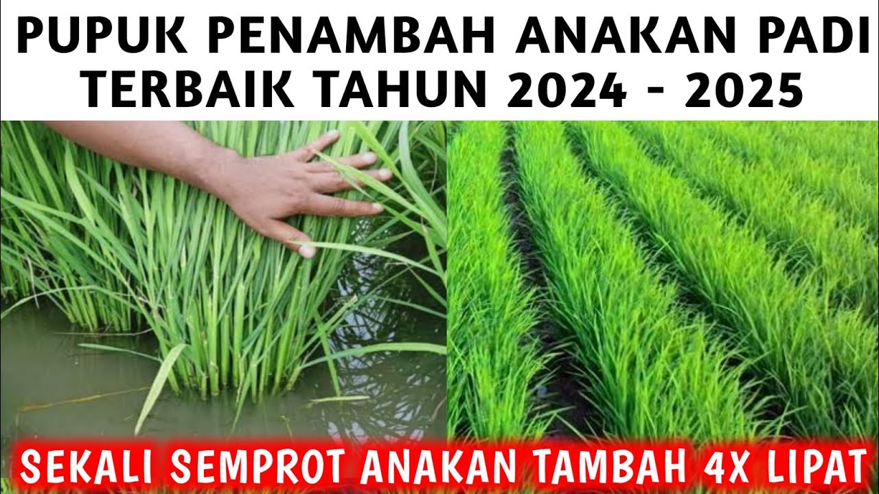 SEKALI SEMPROT ANAKAN PADI MEMBLUDAK 4 KALI LIPAT || PUPUK PENAMBAH ANAKAN PADI TERBAIK 2024