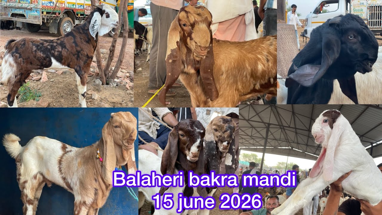 Balaheri goat market in Rajasthan #balaheri #balaheribakramandi #rajasthangoat #tonkbakra