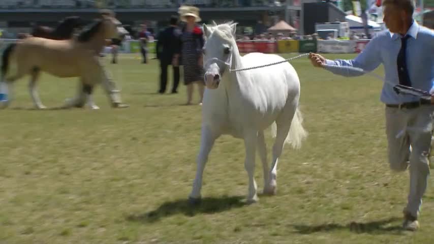 Adran A - Prif Bencampwriaeth | Section A - Welsh Mountain Ponies
