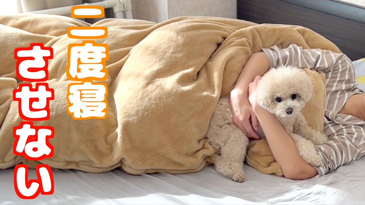 一緒に二度寝しようとする飼い主を許さない愛犬たちですｗ【トイプードル】