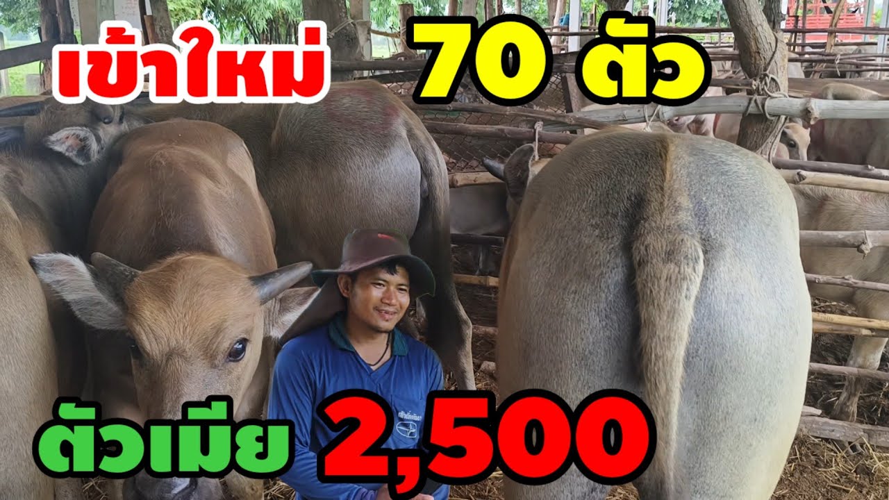 เข้าใหม่ 70 ตัว  ชุดตั้งฟาร์มสำหรับคนงบน้อย ตัวเมียเริ่มที่ 2,500  ชานนท์  อ.นาเชือก จ.มหาสารคาม