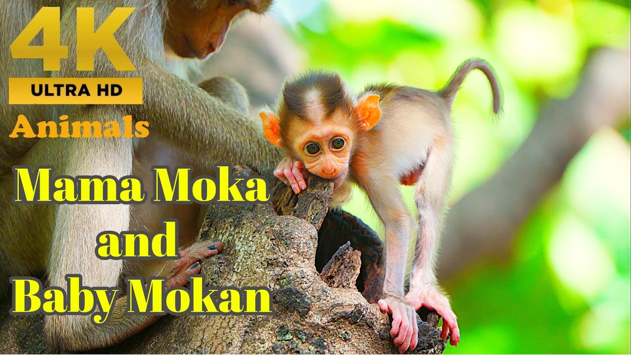 Must Watch ! How Cute and Adorable Gesture of Baby Monkey Mokan From Mama Moka