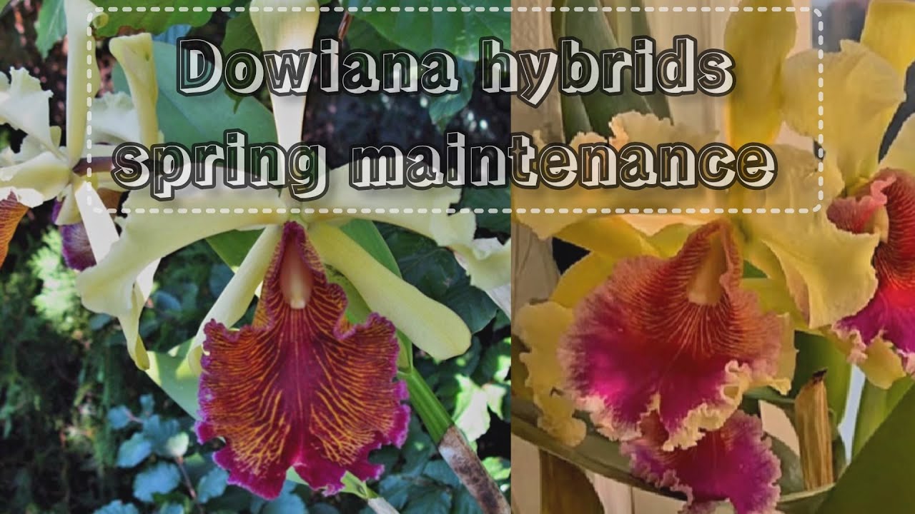 Весенний уход за гибридами орхидеи Cattleya dowiana