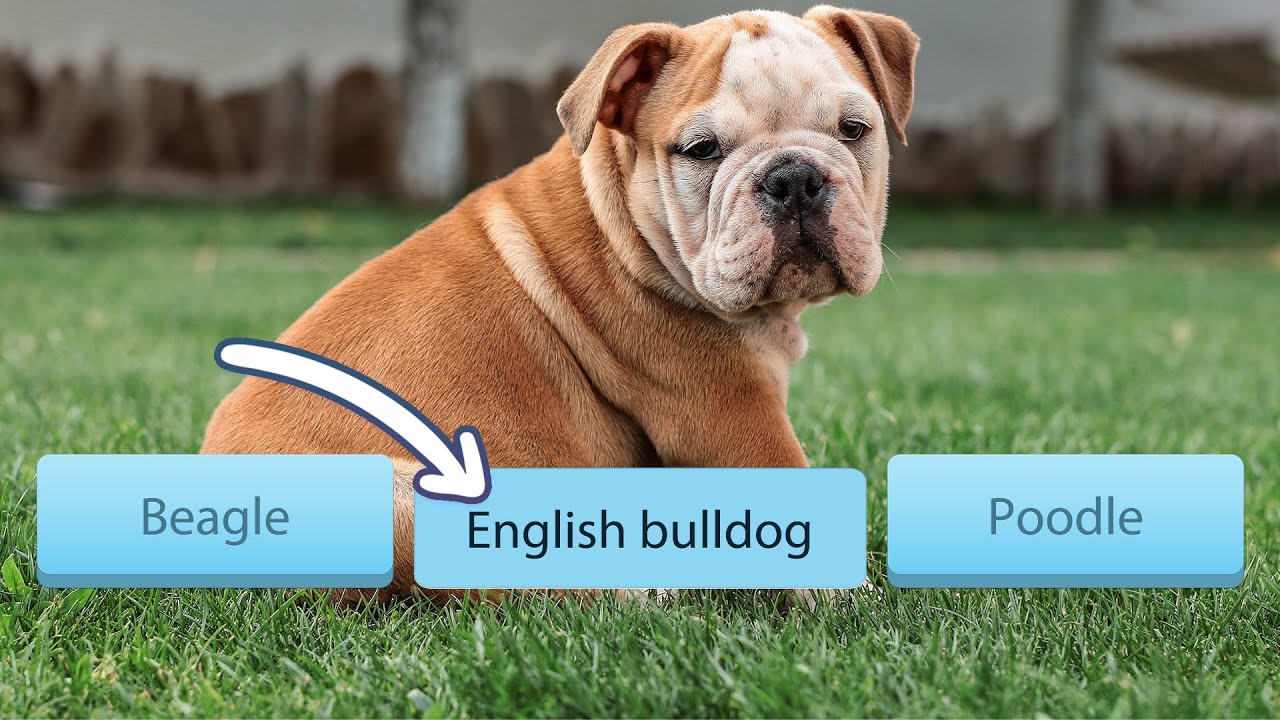 Use Jupyter Widgets to Make a Labeling Tool for Machine Learning Projects