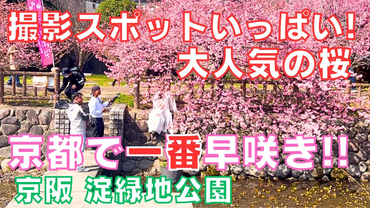 #京都の桜 🌸もうすぐ満開になる京阪🚃淀緑地公園の🌸早咲き河津桜は写真映えする📸鮮やかなピンク色が大人気です【Cherry blossoms🌸Yodo Fushimi Kyoto Japan】