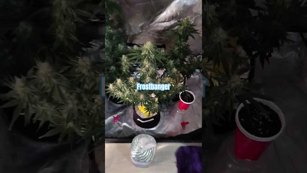 FBA2504, Frostbanger,Purplehaze autoflowers #cannabisgrowers #420 #cannabisdaily #trending