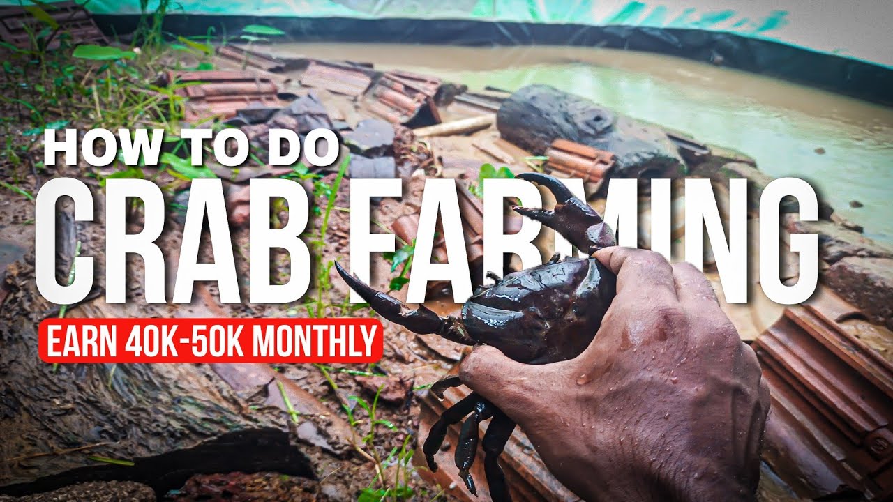 खेकडा पालन का पुरा सेटअप हो गया | Finally Crab Farm Is Ready 