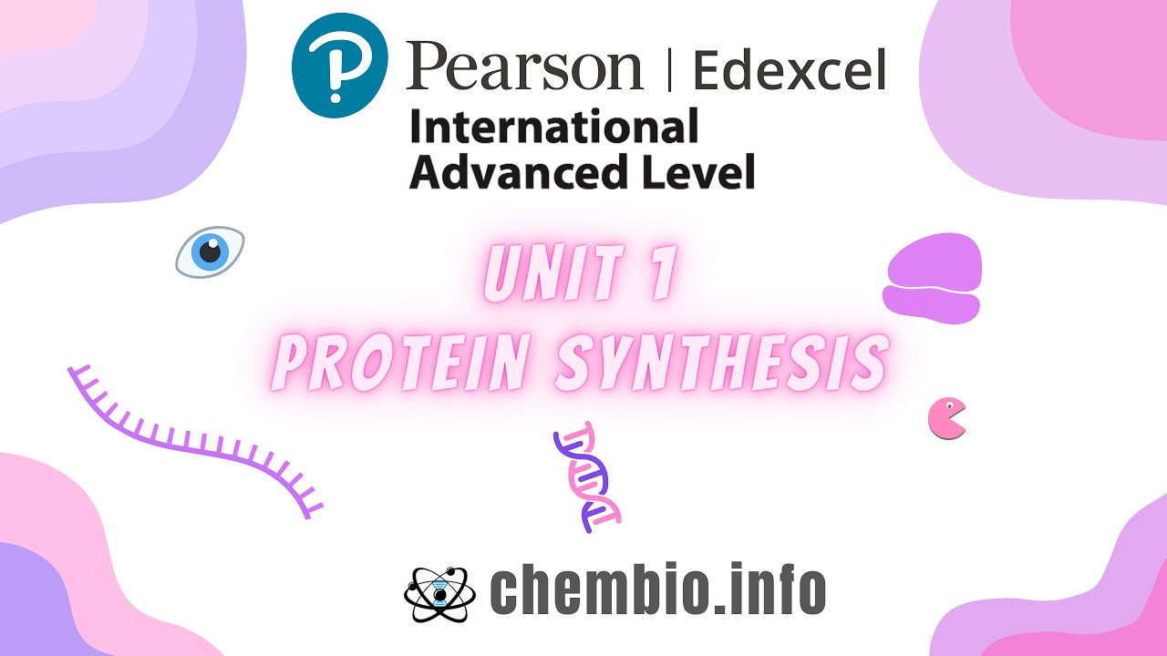 Изучите синтез белка 🧬, как никогда раньше 👌 #edexcel #ialbiology