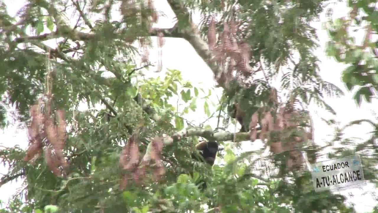 Parque Nacional Yasuní - Ecuador a tu Alcance (parte 1)