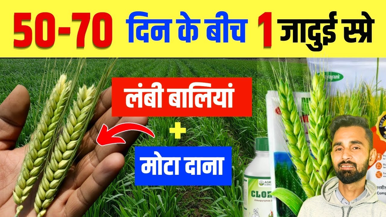 50–70 दिन में गेहूं में यह 1 स्प्रे...लंबी बालियां और मोटा दाना पक्का! किसान का tested फार्मूला