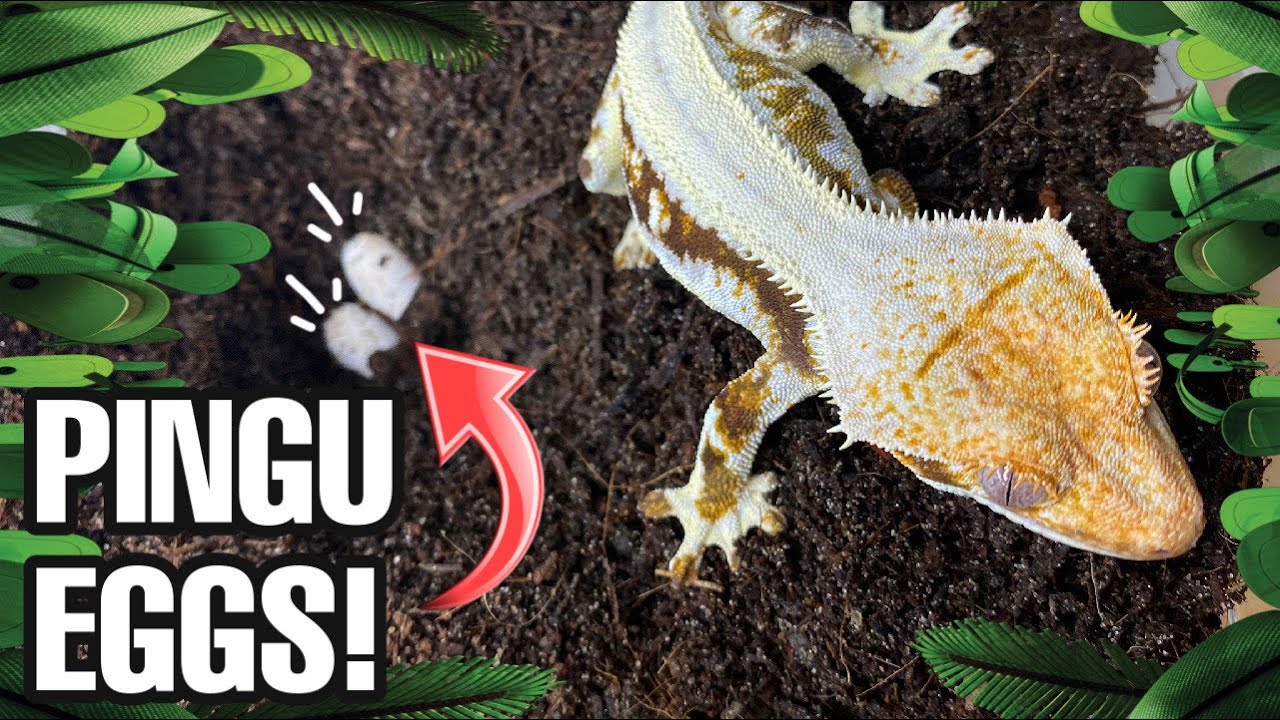 EASTER SURPRISE! PINGU EGGS! (Breeding Crested Geckos)