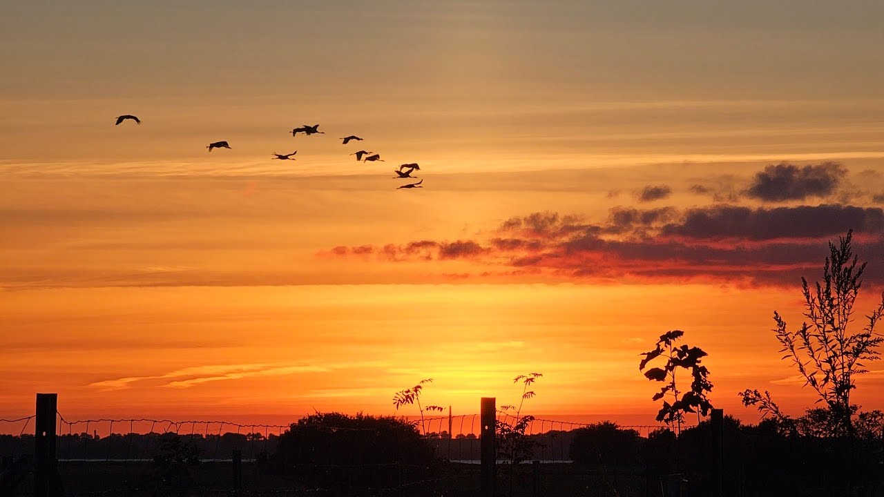 Kranichzug - faszinierendes Schauspiel an der Vorpommerschen Boddenküste (4K)
