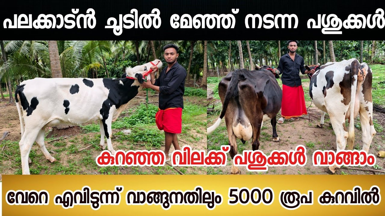 വേറെ എവിടുന്ന് വാങ്ങുനതിലും 5000 രൂപ കുറവിൽ പശുക്കളെ വാങ്ങി നൽകും #dairy #dairyfarming