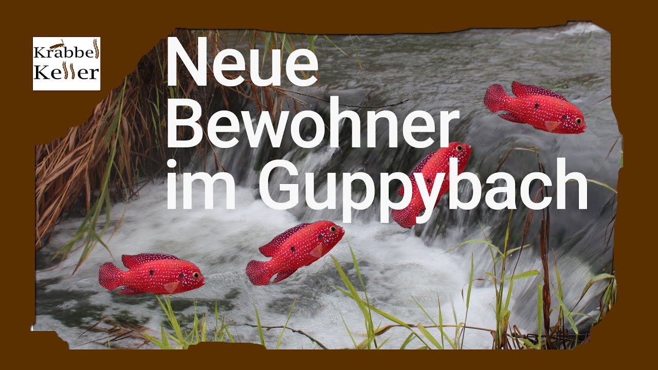 Neue Bewohner im Guppybach