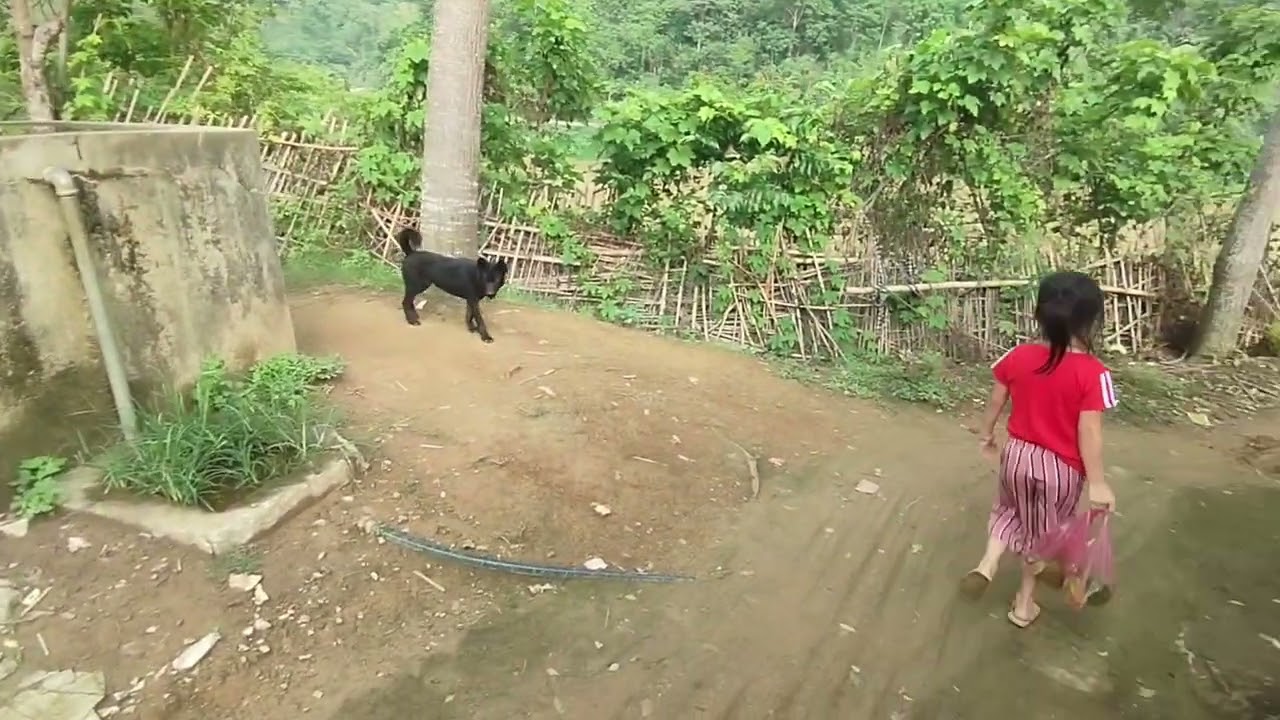 The boy picked fruit to sell, Ly Tu Chau