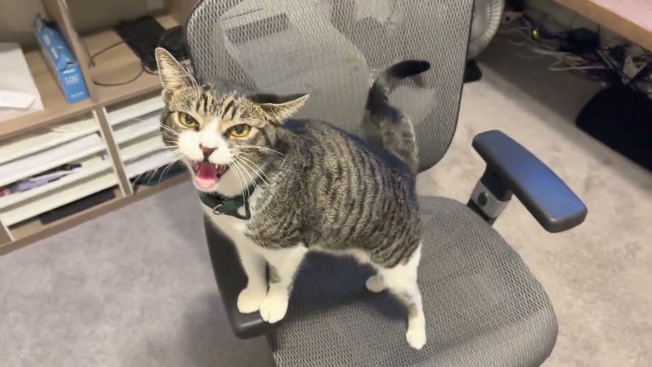 Перец — это плечевой котенок