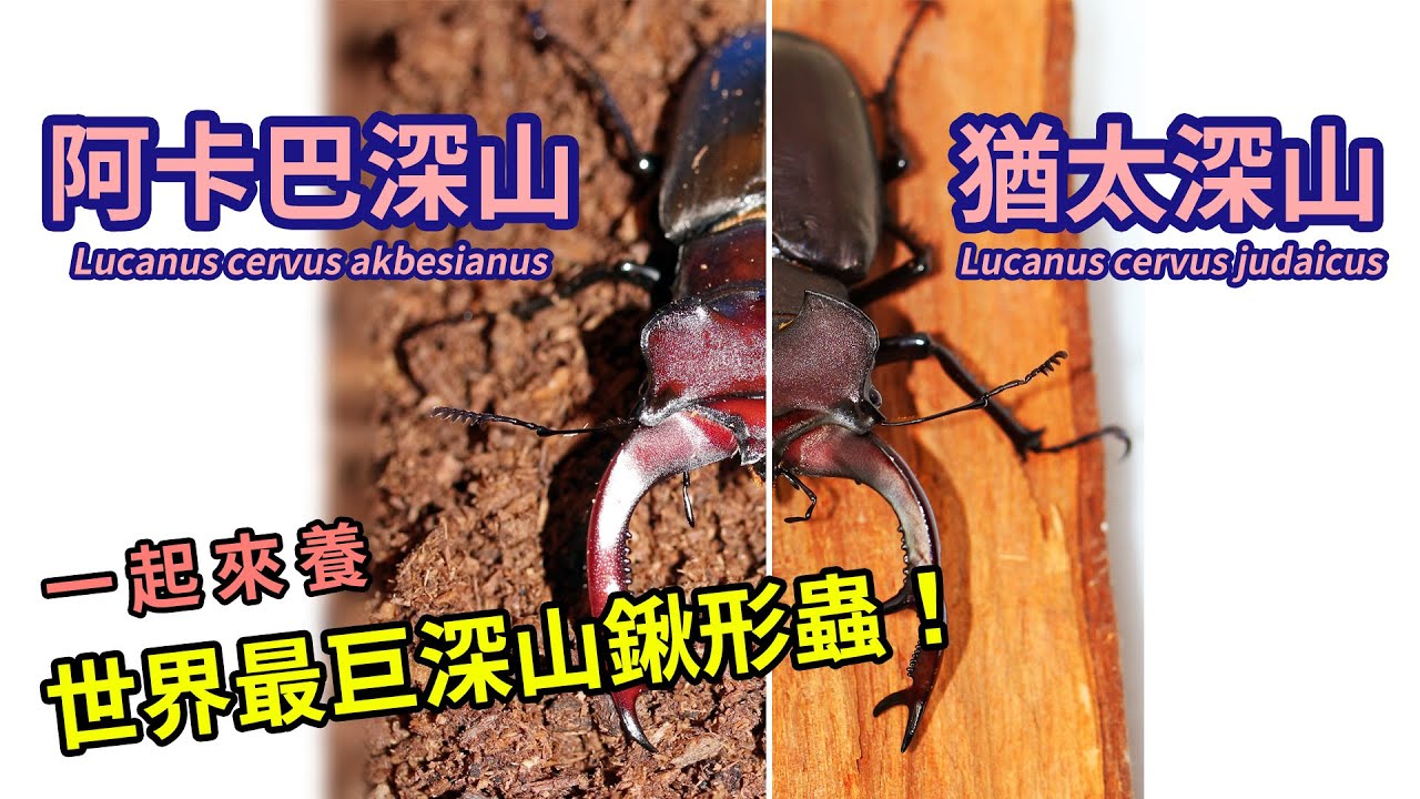 【山林蟲坊】二十七隻歐洲深山鍬幼蟲換木屑記 | Changing Wood Chips for 27 larvae of Lucanus cervus