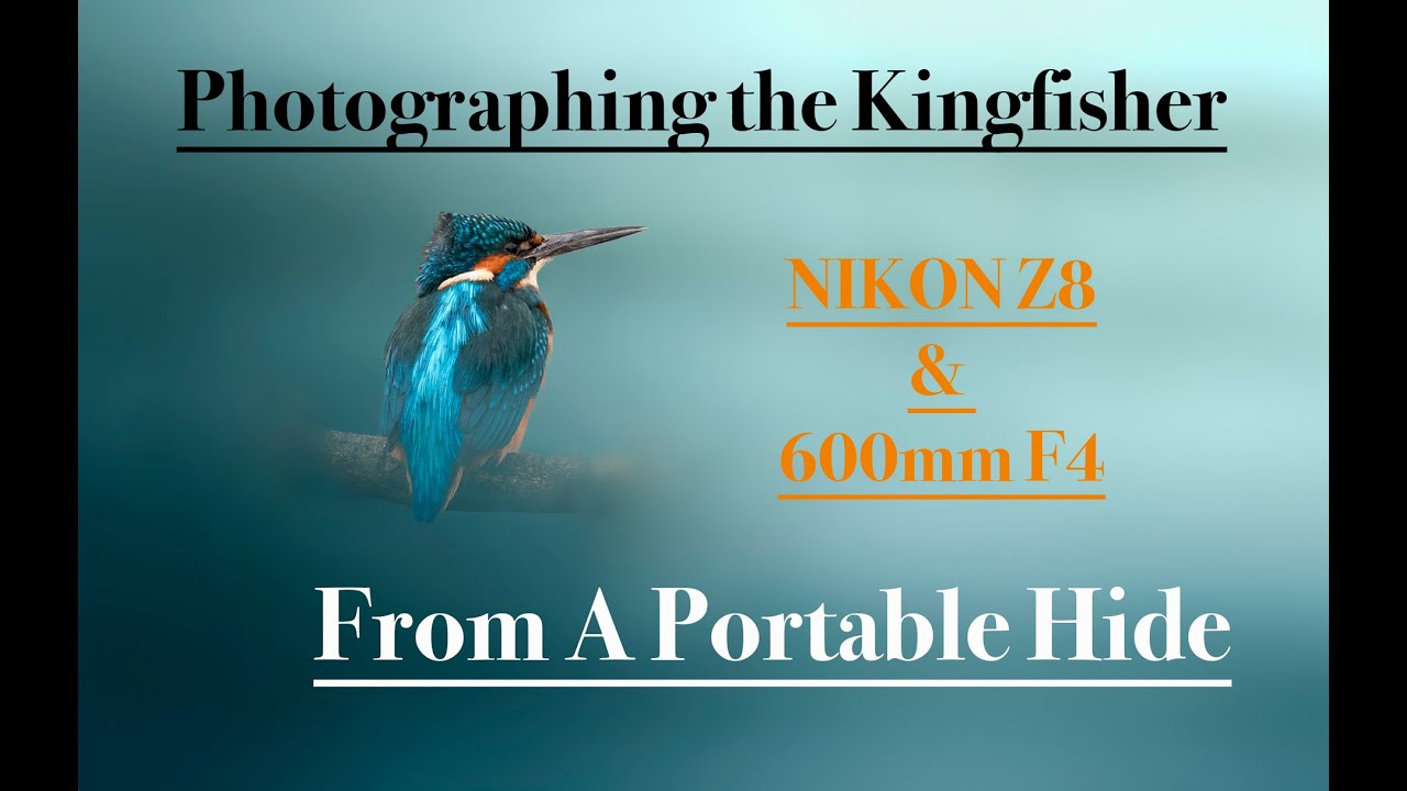 PHOTOGRAPHING KINGFISHERS Up CLOSE Without Scaring Them! | NIKON Z8