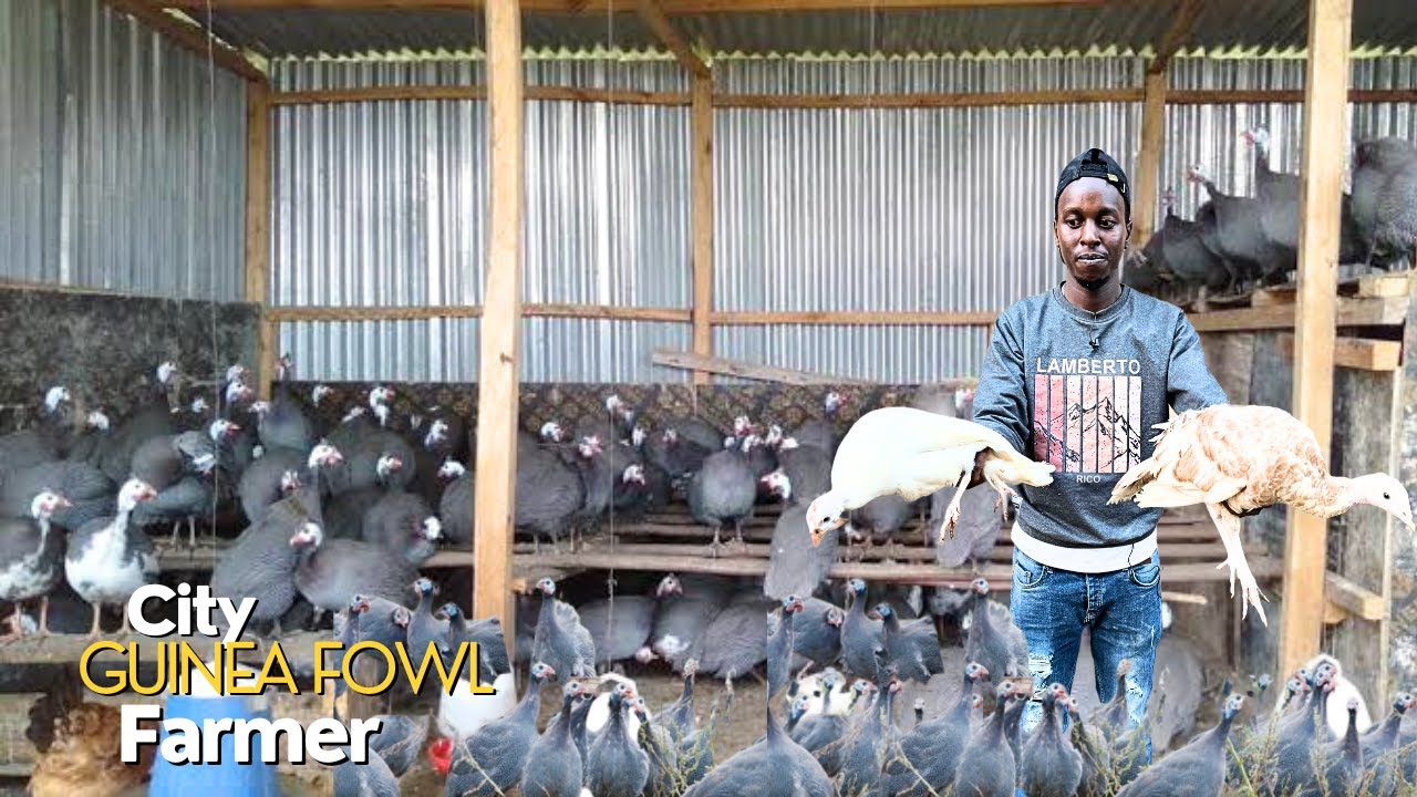 How I Farm Over 6000 Guinea Fowls on a Tiny Space in The City