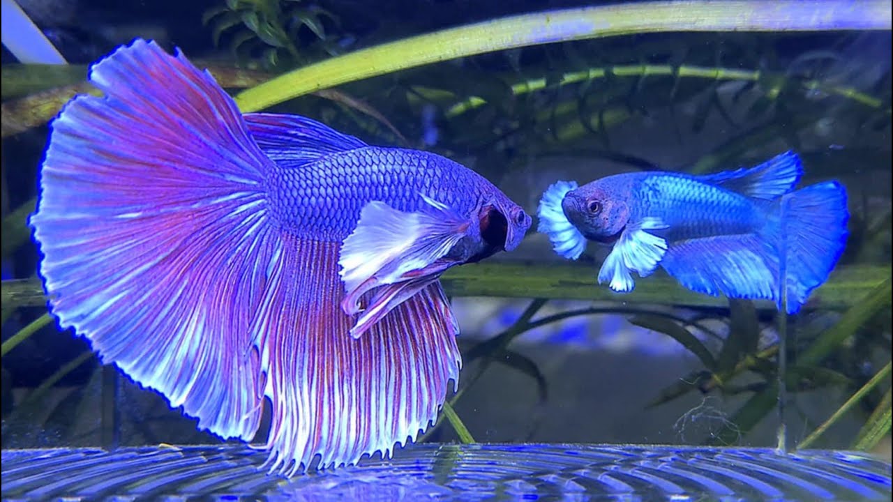 Introducere Betta Super Dumbo gigant