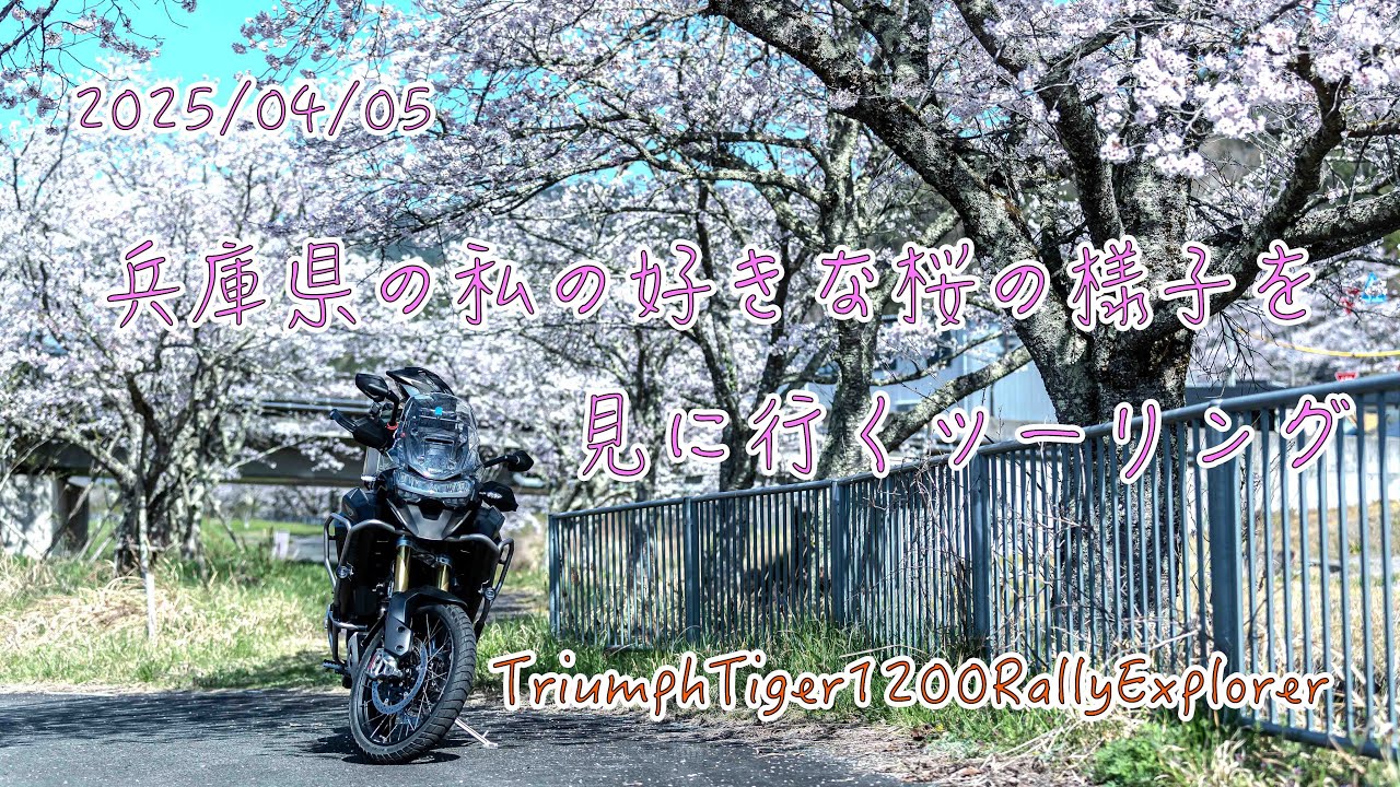 2025.04.05. 兵庫県の私に好きな桜の様子を見に行くツーリング