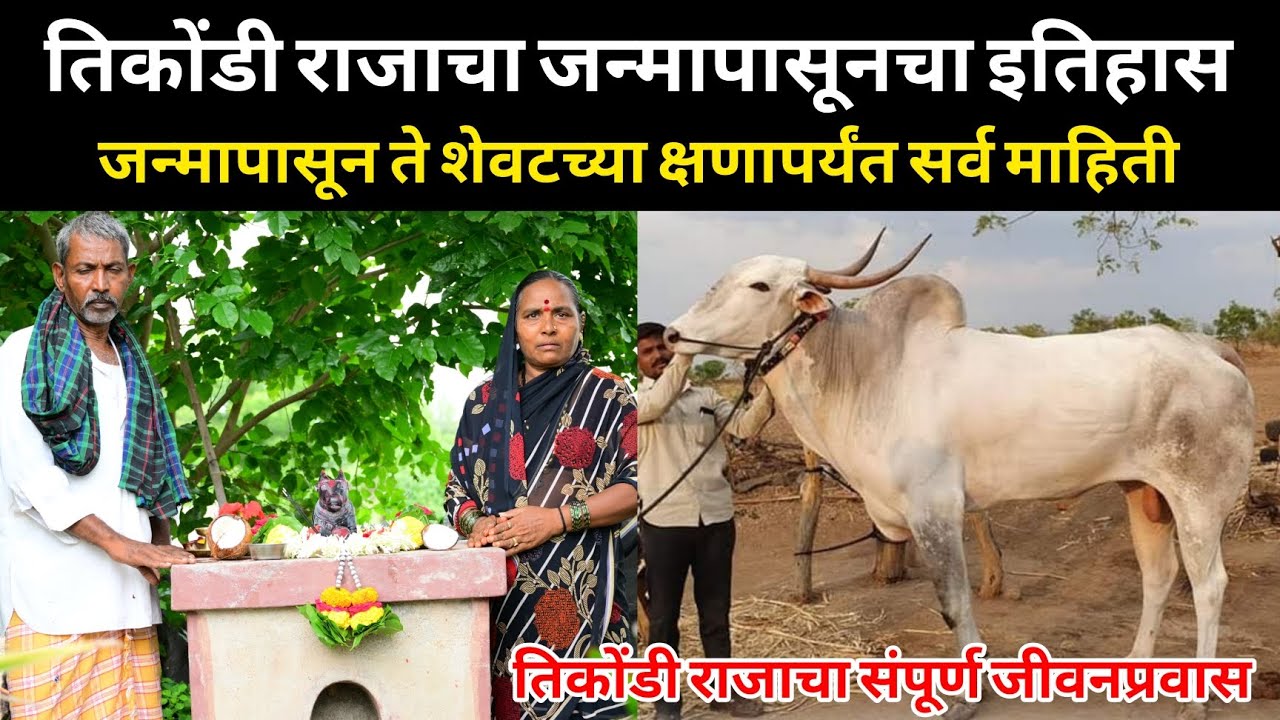 ♦️तिकोंडी राजाचा जन्मापासून ते शेवटच्या क्षणापर्यंत इतिहास संपूर्ण माहिती श्रीशैल दळवाई यांची मुलाखत