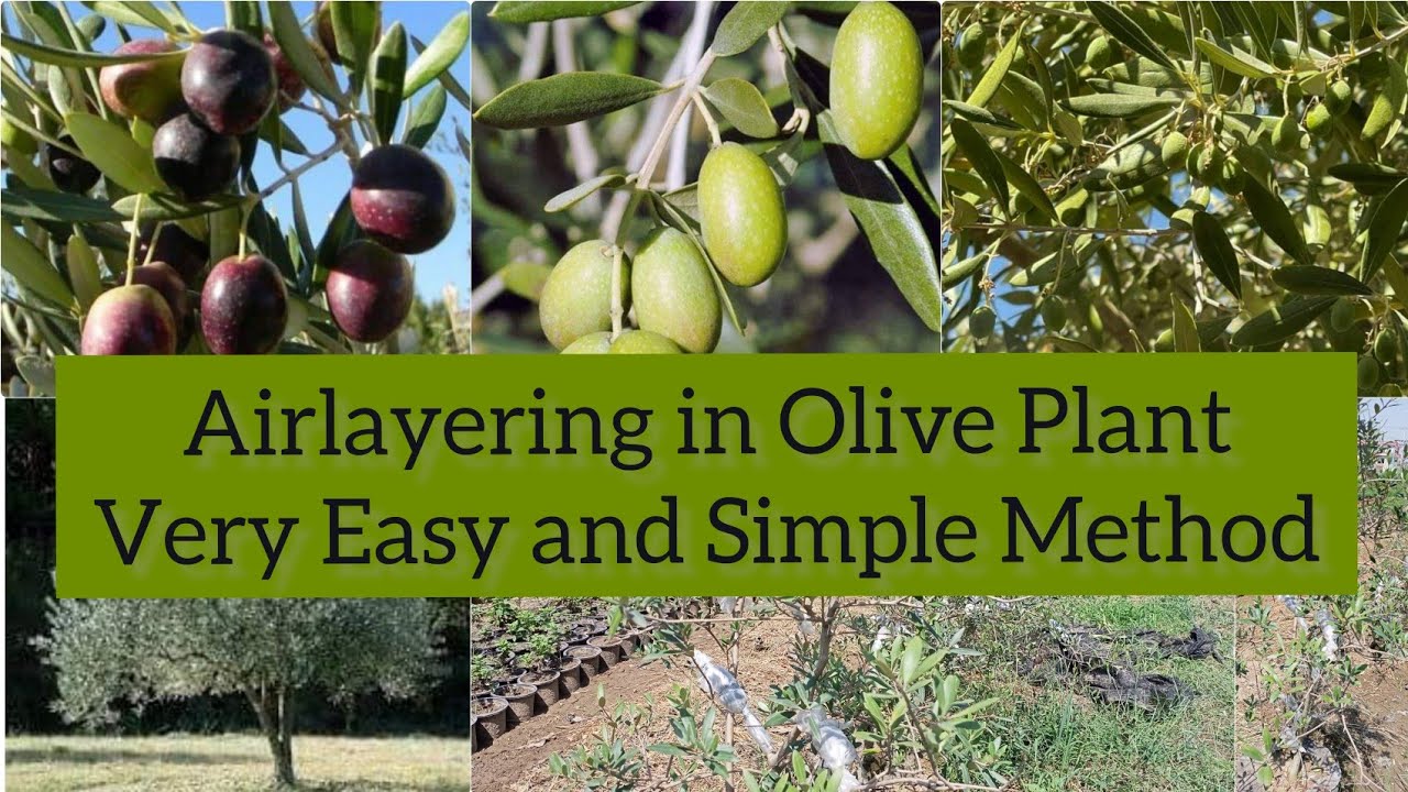 Easy and Very Simple Method Of Airlayering in Olive Plant