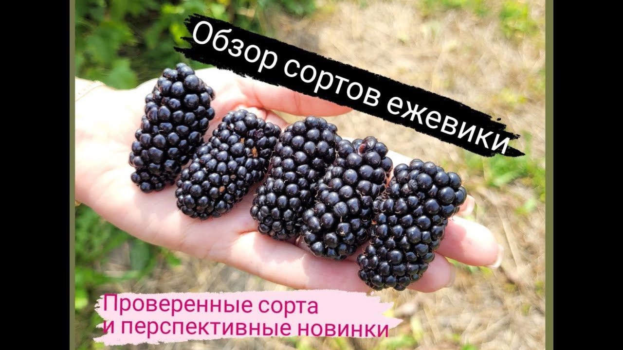 Обзор сортов ежевики. Калининград.