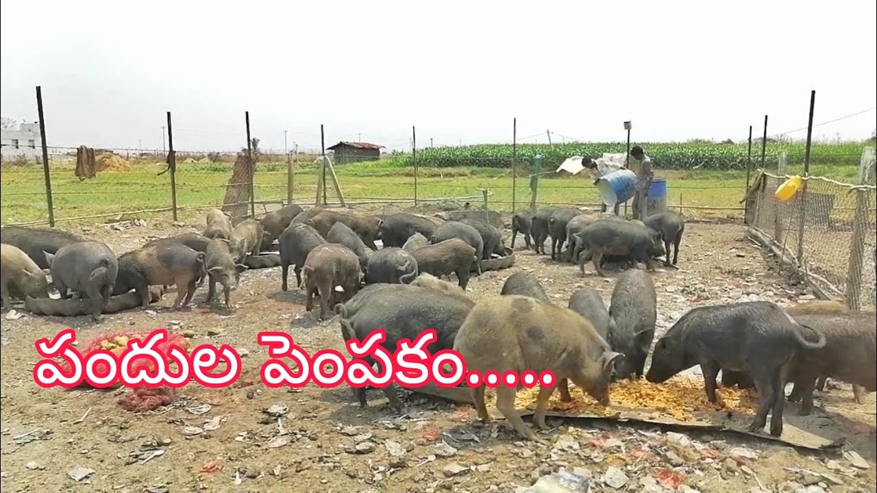 Pig farming in Adilabad 🐷.... My Farms