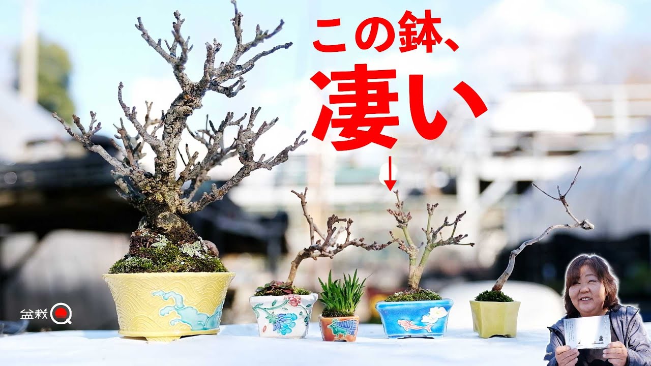 凄い鉢に豆盆栽をたくさん植えるSP【盆栽Q】
