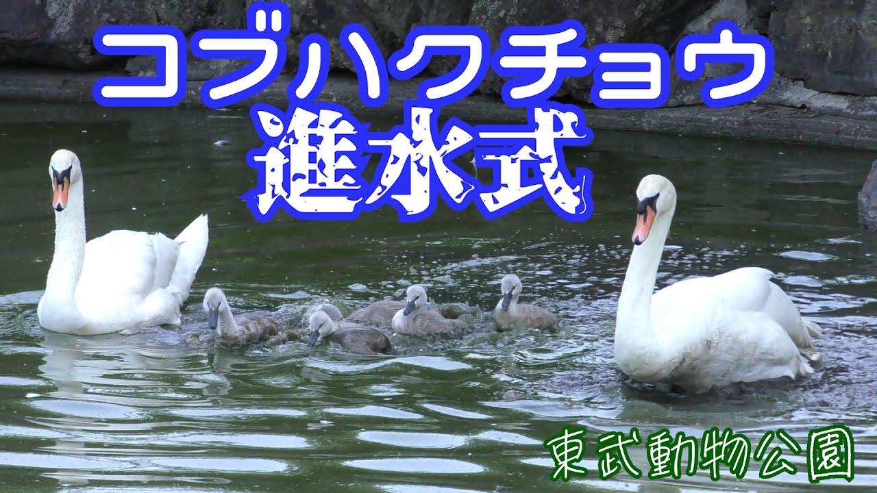 コブハクチョウ　進水式
