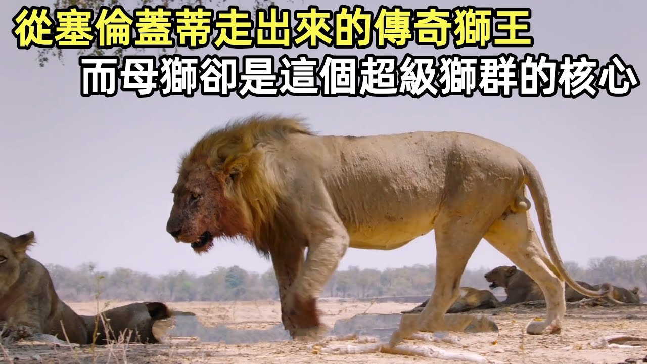 從塞倫蓋蒂走出的傳奇獅王，統治著草原上最恐怖的獅群，而母獅，卻是這個超級獅群的核心#獅子#野生動物零距離#水牛#鬣狗#角馬#非洲大草原