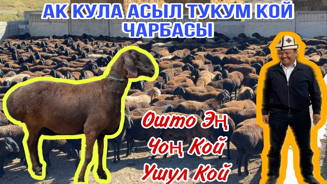 АК КУЛА ЧАРБАСЫНАН ✅🤝🇰🇬🤝🇺🇿👍🔥