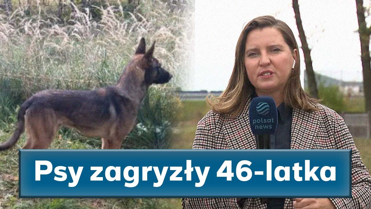Psy zagryzły 46-latka. Właściciel zwierząt zatrzymany