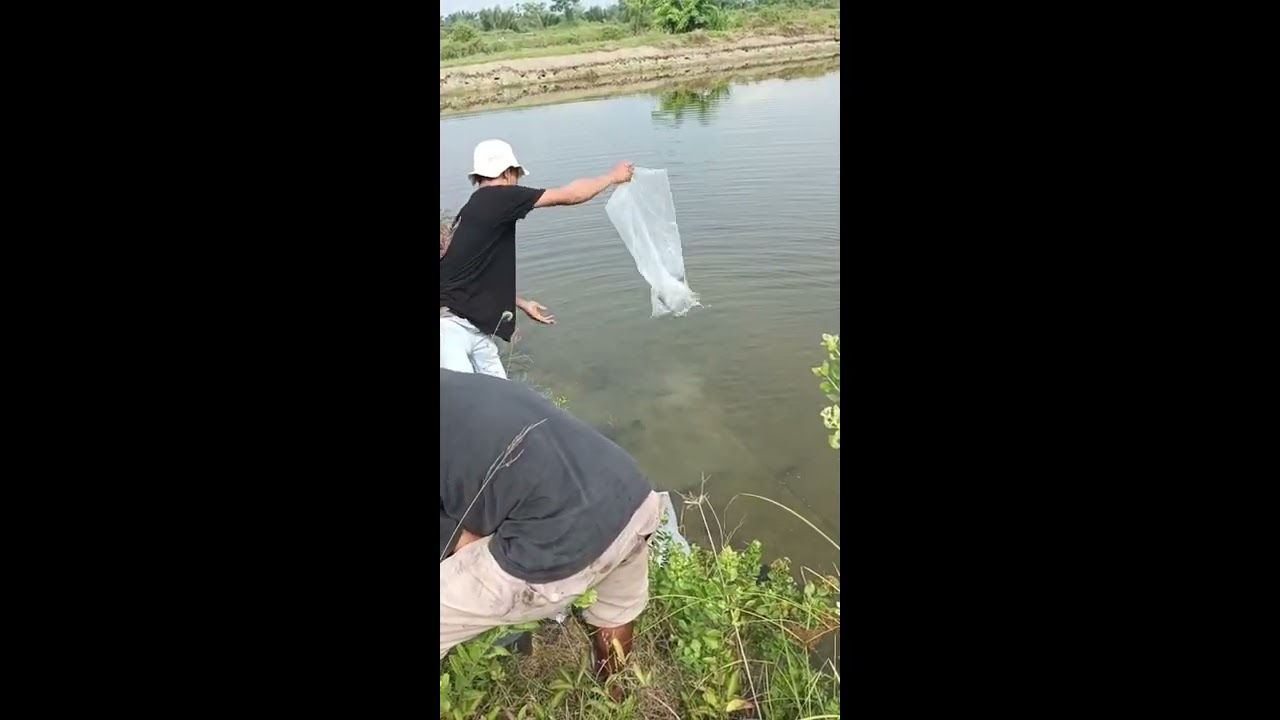 @masuk bibid klm Roky/Atek.sejuta umat. Bibid nila. 170.000 ribu ekor.bibid ikan mas menyusul kawan👍